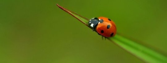 Trusting Yourself to Heal Others with Plant Spirits Trusting Yourself to Heal Others with Plant Spirits